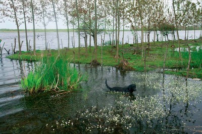 Terme Çayı