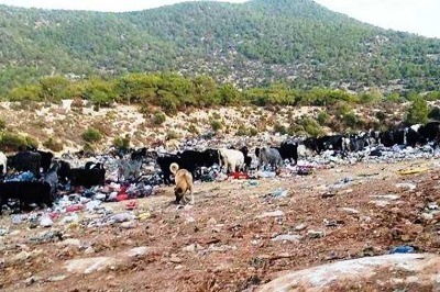 Türkiye’nin Hayvancılığı Çöpe Atıldı