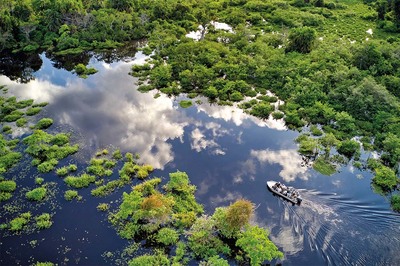 Yağmur Ormanları: Böl ve Yok Et