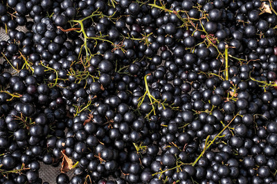 Yukarı Fırat Havzası: Güneşin Altın Tanesi