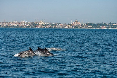 Yunusların Trafik Derdi