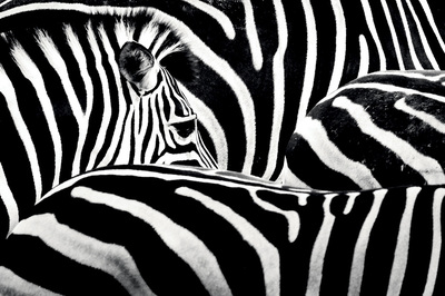 Zebra Çizgilerinin Sırrı Çözüldü