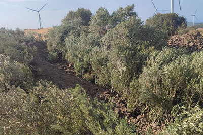 Zeytin Ağaçları “Kamu Yararı” İçin Kesildi