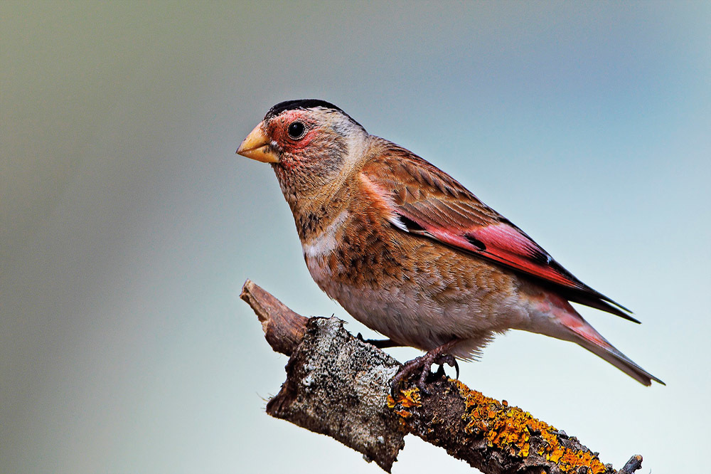 Türkiye’nin Doğa İnkılabı