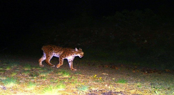 Yaban Kedisi Fotokapana Yakalandı
