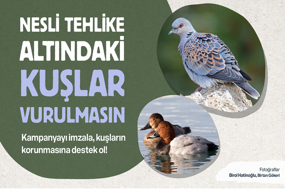 #YaşasınKuşlar