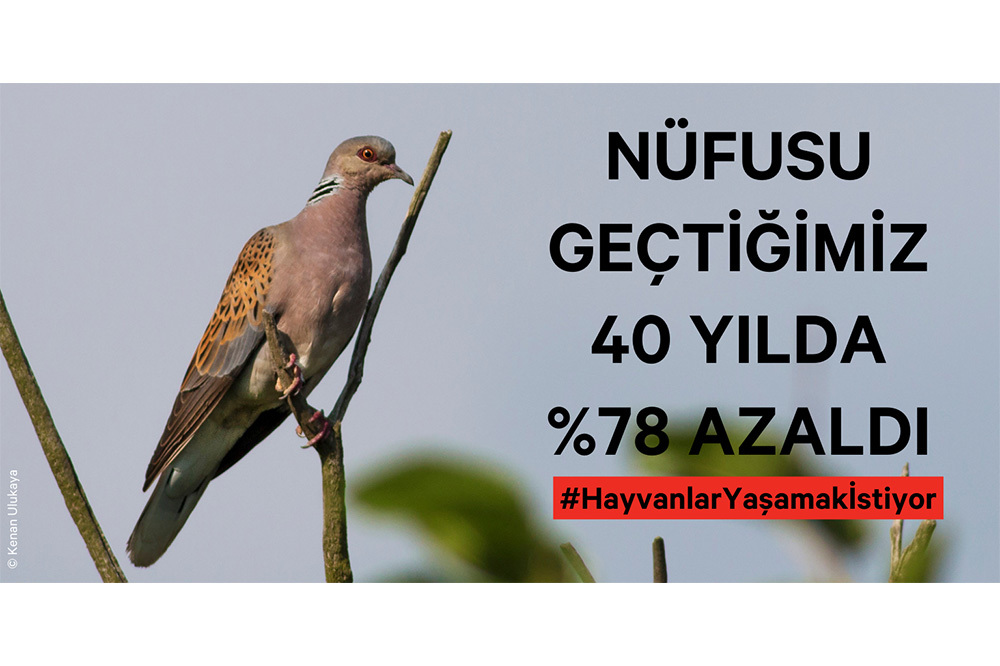 230 STK&rsquo;dan Ortak &Ccedil;ağrı: Avcılık Yasaklansın 5