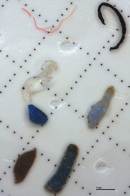 Balık Yerine Plastik Mi Yiyoruz? 1