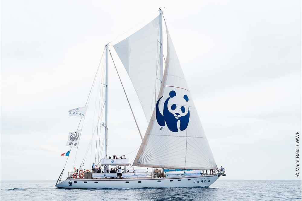 Blue Panda, Mavi Ormanlar için Türkiye’ye Yelken Açtı 1