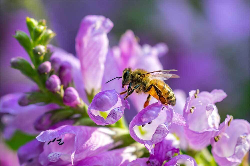 Ekolojik Mahşer Pestisitle Geliyor! 5