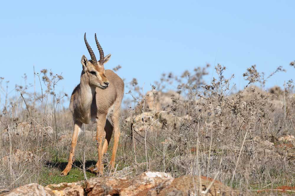 Hatay Dağ Ceylanlarına Yeni Su ve Gıda Kaynakları 2