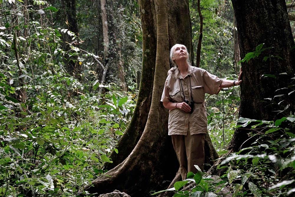 Jane Goodall 4 Mayıs'ta Pera Müzesi'nde 1