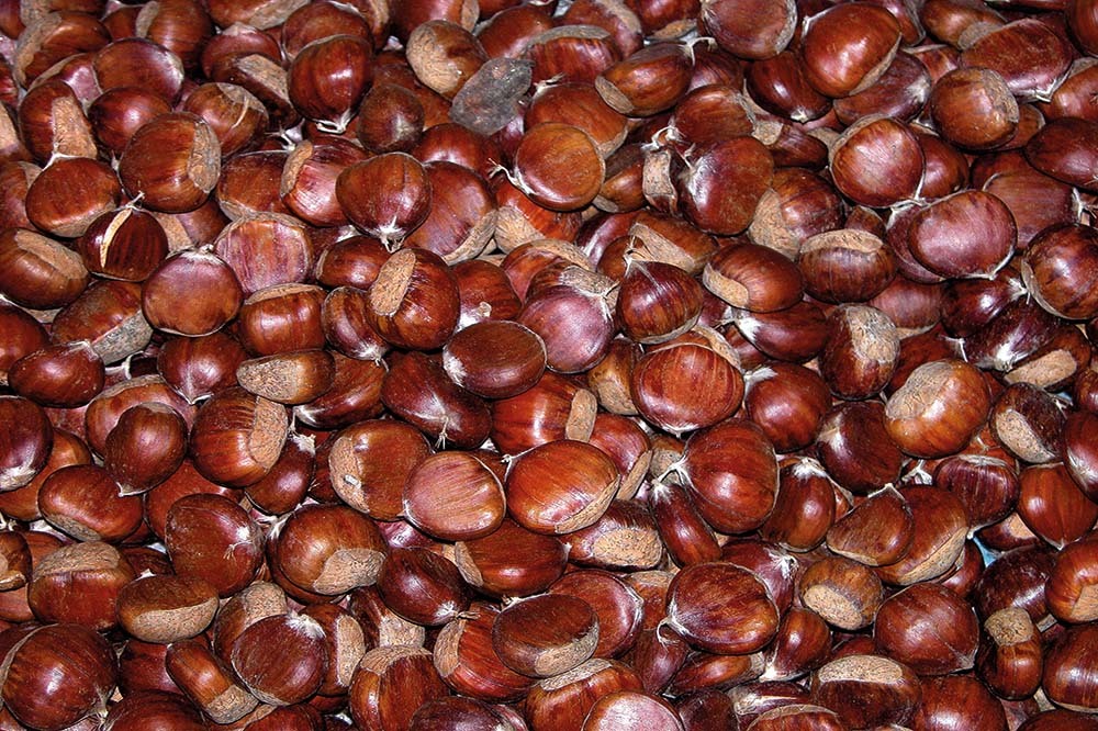 Kestane: Antik Elma 1