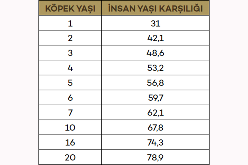 Köpeklerin İnsan Yaşı 1