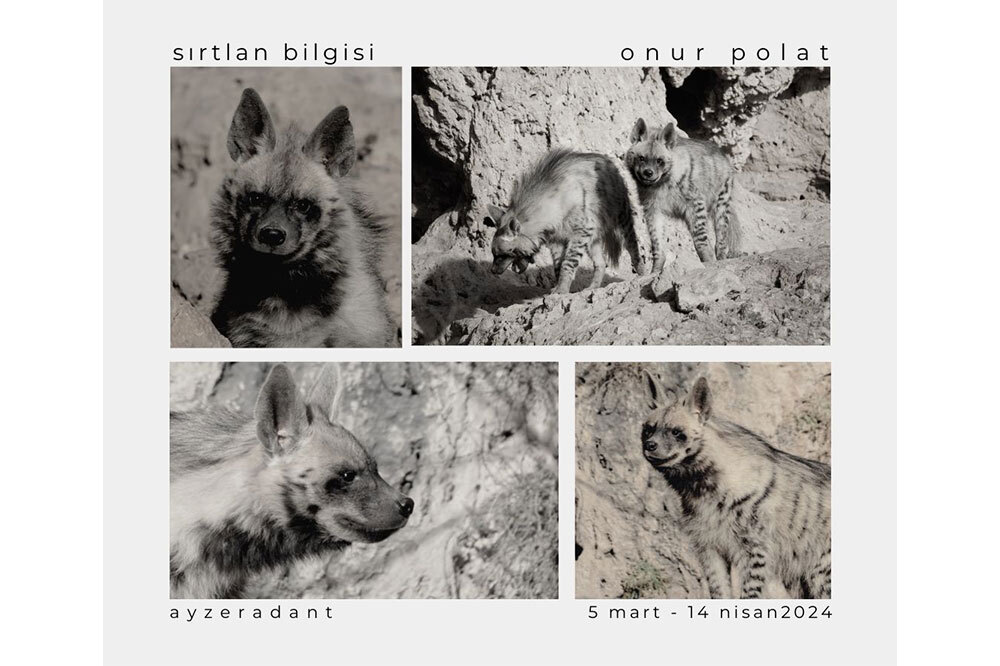 Sırtlan Bilgisi 1