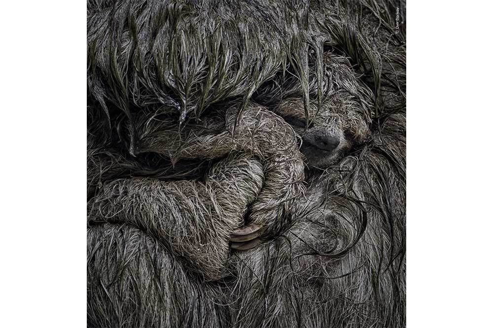 Yılın Yaban Hayatı Fotoğraf&ccedil;ısı Se&ccedil;iminde J&uuml;ri Olma Sırası Sizde 1