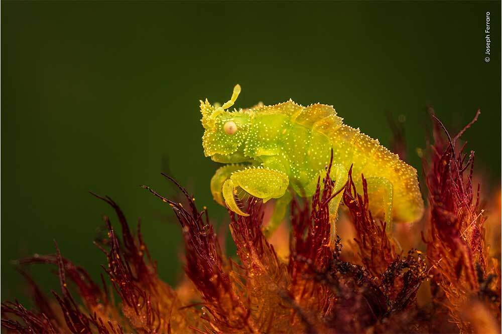 Yılın Yaban Hayatı Fotoğraf&ccedil;ısı Se&ccedil;iminde J&uuml;ri Olma Sırası Sizde 2