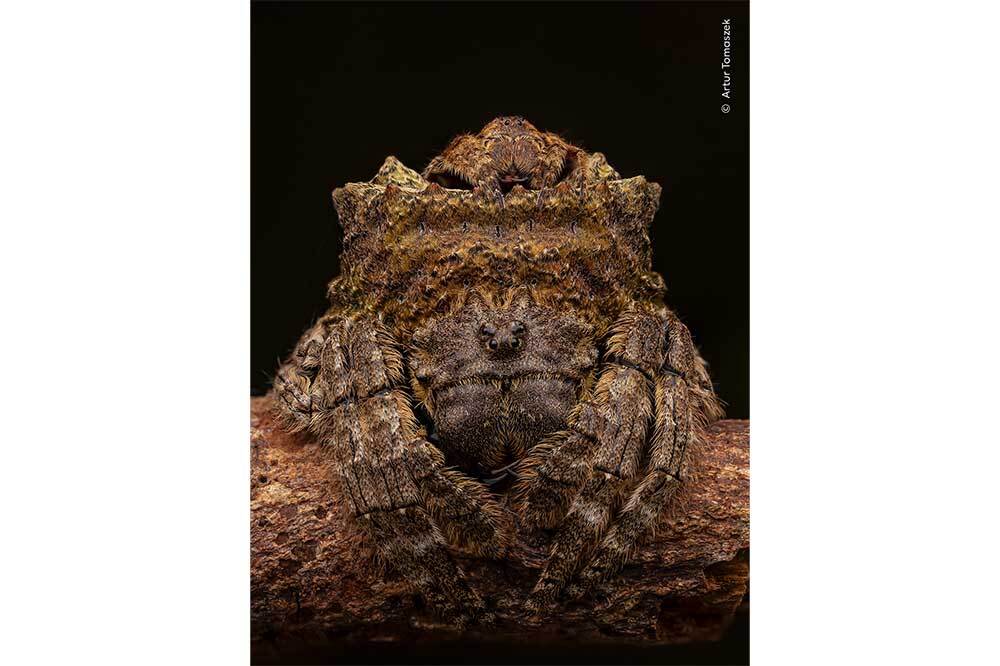 Yılın Yaban Hayatı Fotoğraf&ccedil;ısı Se&ccedil;iminde J&uuml;ri Olma Sırası Sizde 22