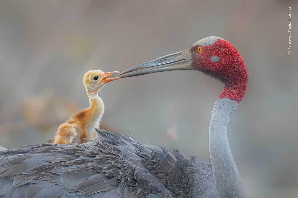 Yılın Yaban Hayatı Fotoğraf&ccedil;ısı Se&ccedil;iminde J&uuml;ri Olma Sırası Sizde 16