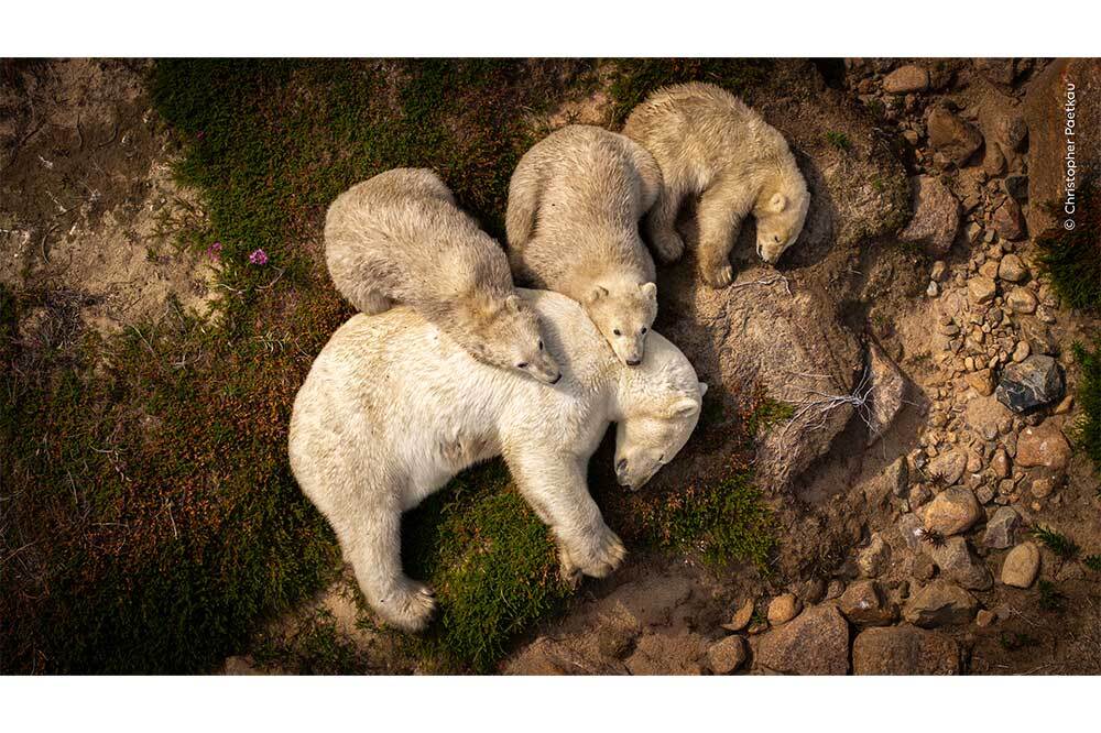 Yılın Yaban Hayatı Fotoğraf&ccedil;ısı Se&ccedil;iminde J&uuml;ri Olma Sırası Sizde 9