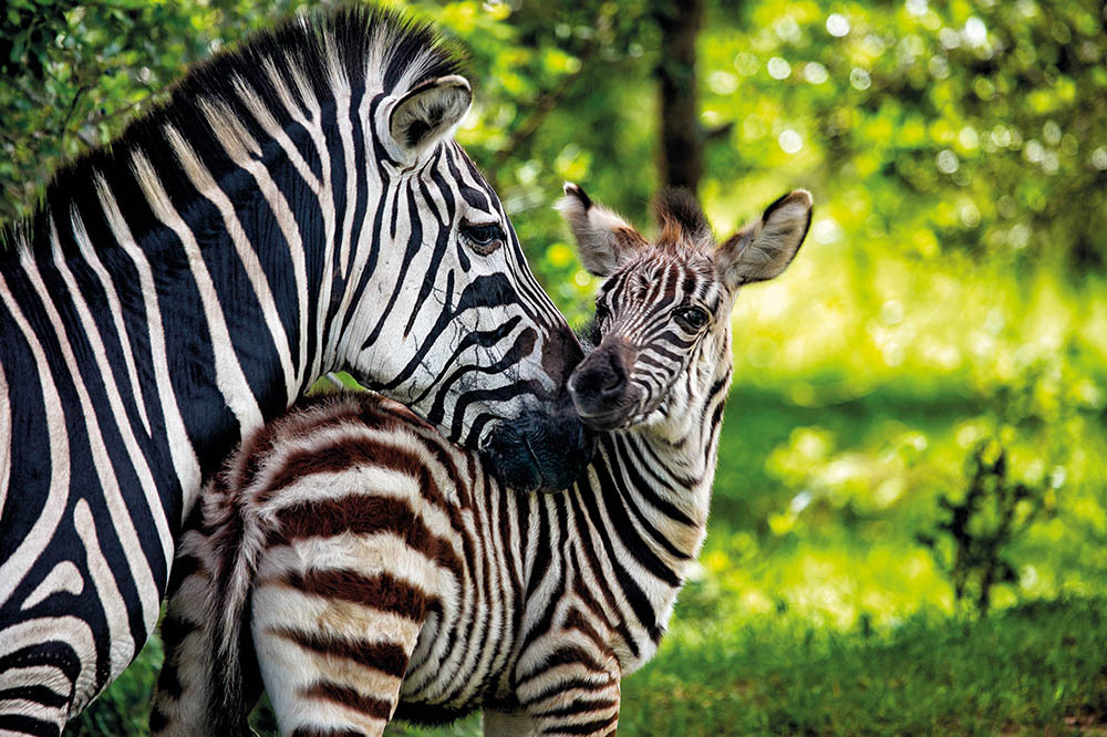 Zebra Çizgilerinin Sırrı Çözüldü 1