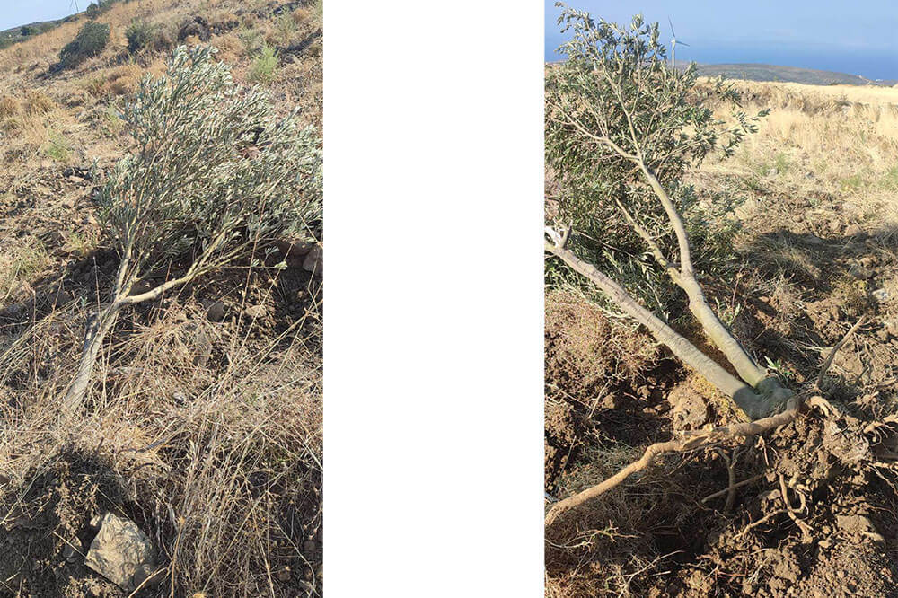 Zeytin Ağaçları “Kamu Yararı” İçin Kesildi 1