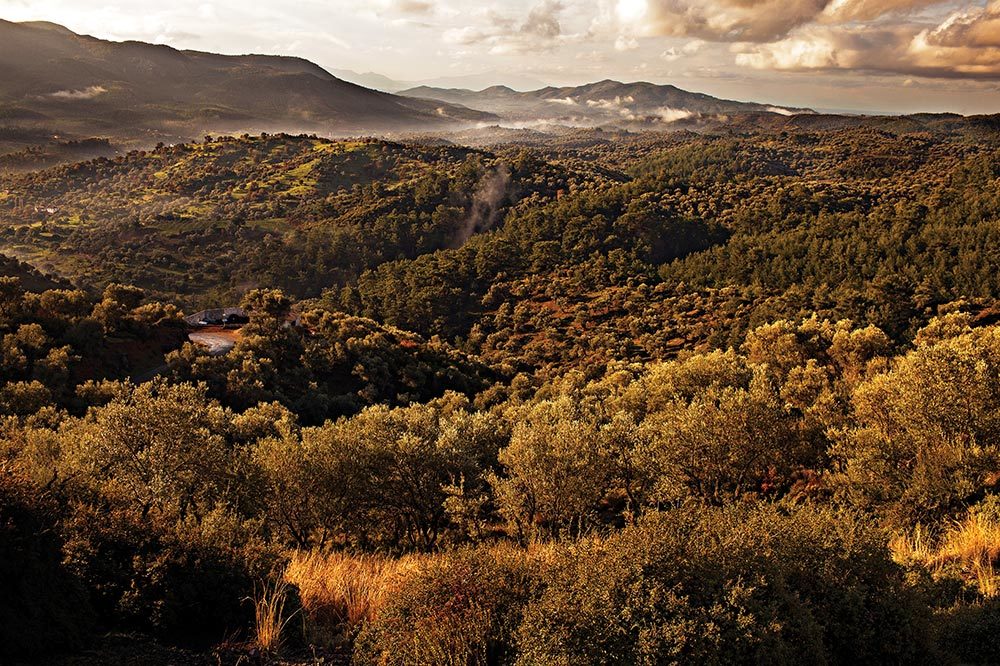 Zeytin, Yağı Ve Masalı 4