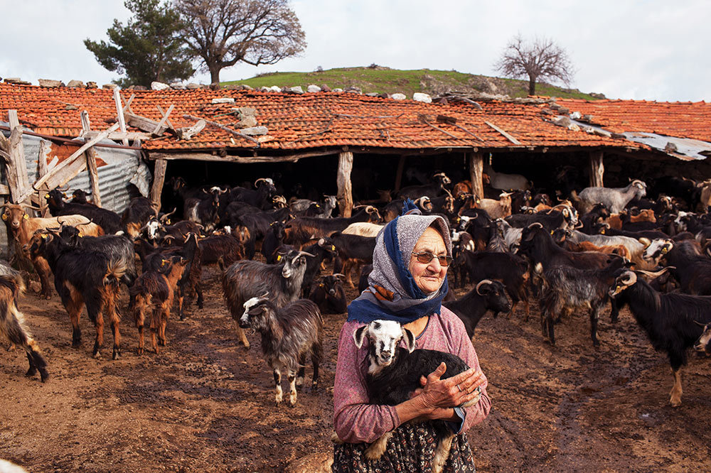 Zeytin, Yağı Ve Masalı 6