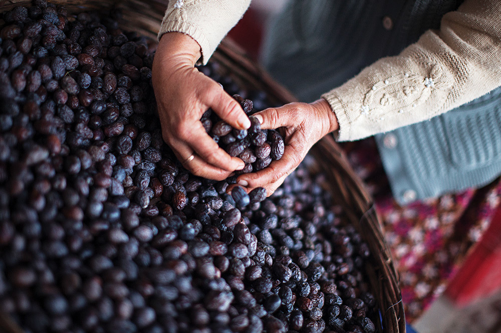 Zeytin, Yağı Ve Masalı 1