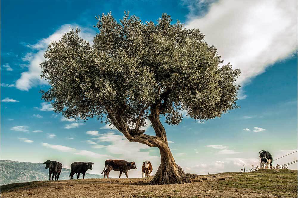 Zeytin Yasamız Kuşatma Altında 3