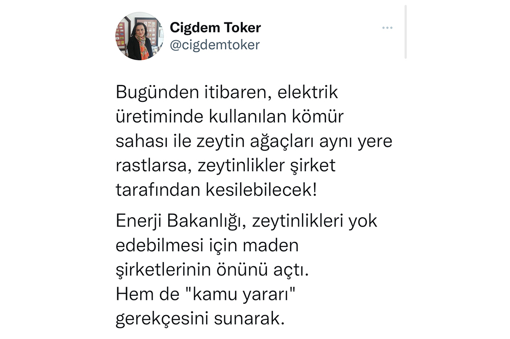 Zeytinliklerin Maden Kâbusu 2