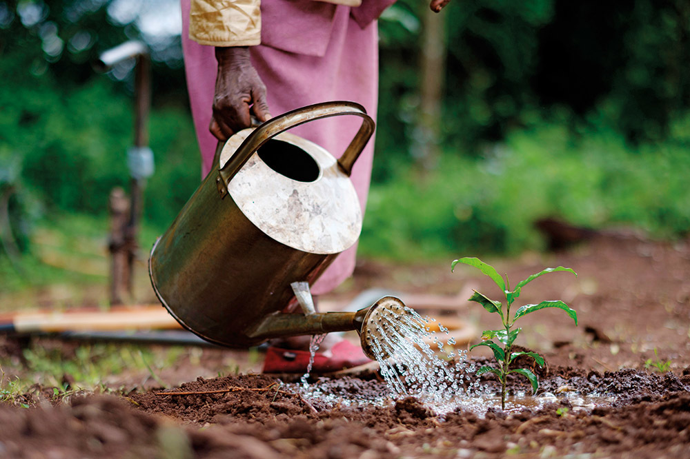 Yemyeşil Arama Motoru: Ecosia