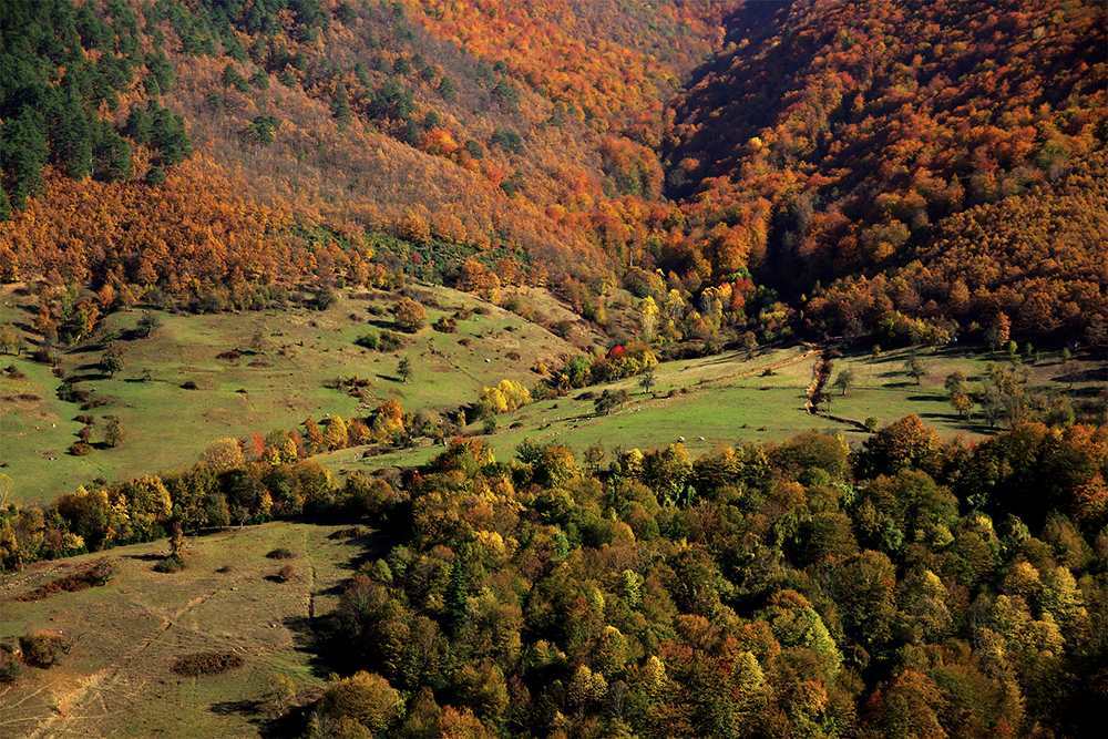Yenice Ormanları’nda Buluşuyoruz