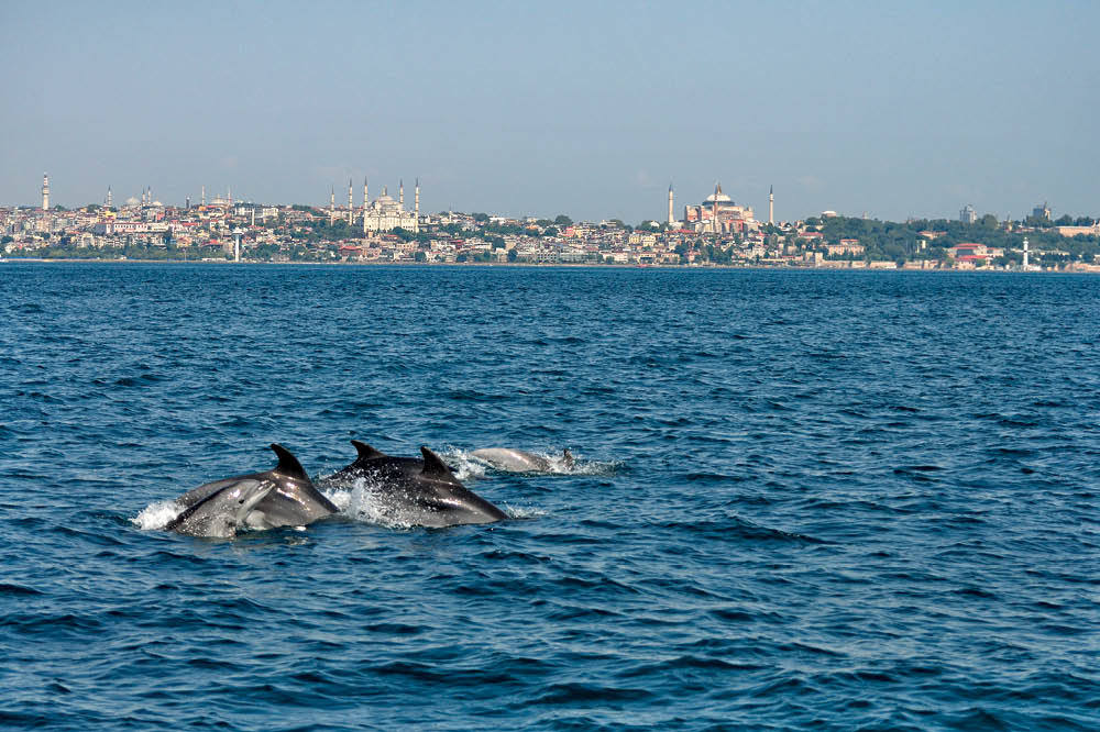 Yunusların Trafik Derdi