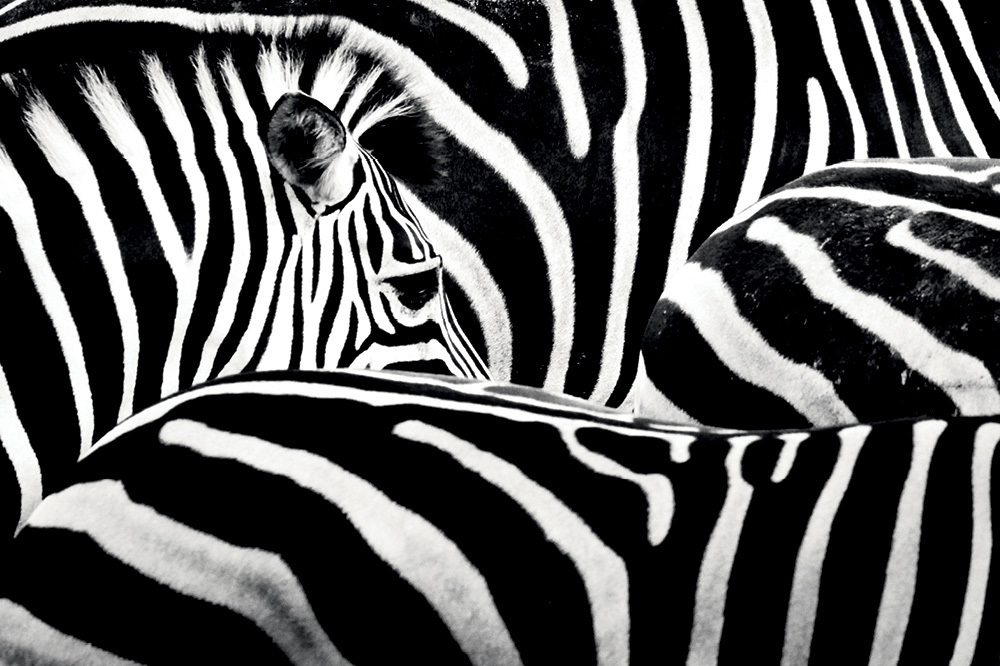 Zebra Çizgilerinin Sırrı Çözüldü